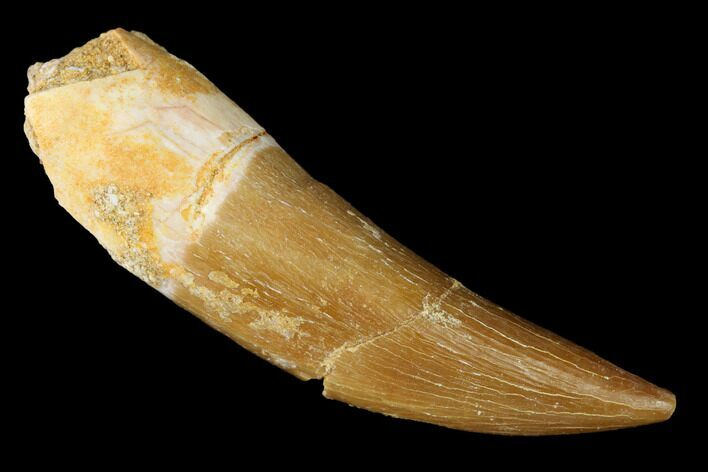 Fossil Plesiosaur (Zarafasaura) Tooth - Morocco #166719